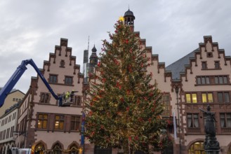 Christmas tree Mrs. Holle, a Nordmann fir, lights up once for trial purposes in front of the