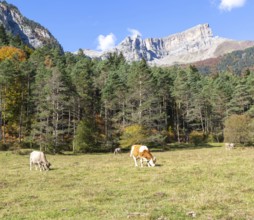 Cattle grazing in high mountain pasture, Selva de Oza, Valle de Hecho, Pyrenees Mountains, Huesca