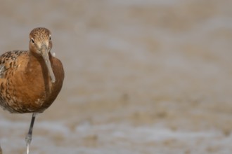 Black tailed godwit (Limosa limosa) adult male wader bird in summer plumage on a mudflat, England,