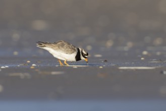 Ringed plover (Charadrius hiaticula) adult wader bird feeding on a worm on a beach, England, United