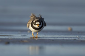Ringed plover (Charadrius hiaticula) adult wader bird on a beach, England, United Kingdom