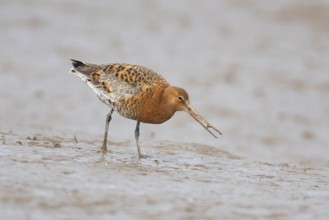 Black tailed godwit (Limosa limosa) adult male wader bird in summer plumage feeding on a mudflat,