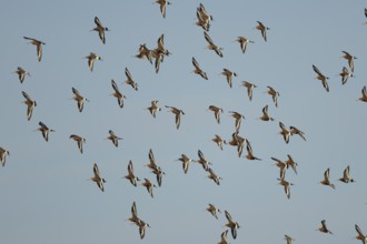 Black tailed godwit (Limosa limosa) adult wading birds in flight in a flock, England, United