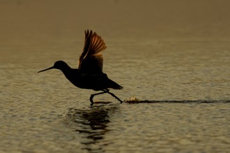 Spotted redshank (Tringa erythropus) silhouette of an adult wader bird running before taking off in