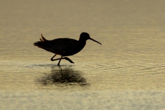 Spotted redshank (Tringa erythropus) silhouette of an adult wader bird in a shallow lagoon at