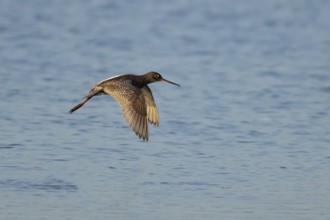 Spotted redshank (Tringa erythropus) adult wader bird flying over water of a lagoon, England,
