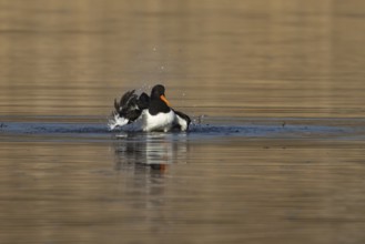 Eurasian oystercatcher (Haematopus ostralegus) adult wader bird bathing in shallow water, England,