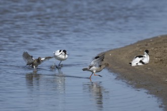 Common redshank (Tringa totanus) two adult birds being chased by a Pied avocet (Recurvirostra