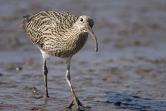 Eurasian curlew (Numenius arquata) adult wader bird on a mudflat, England, United Kingdom