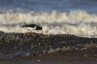 Eurasian oystercatcher (Haematopus ostralegus) adult wader bird on a coastline, England, United