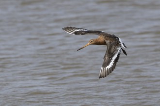 Black tailed godwit (Limosa limosa) adult male wader bird in summer plumage in flight over a