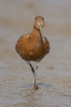 Black tailed godwit (Limosa limosa) adult male wader bird in summer plumage on a mudflat, England,