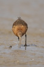Black tailed godwit (Limosa limosa) adult male wader bird in summer plumage feeding on a mudflat,