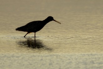 Spotted redshank (Tringa erythropus) silhouette of an adult wader bird calling in a shallow lagoon
