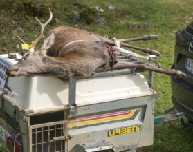 Trailer with dead stag deer killed in a hunt, Selva de Oza, Valle de Hecho, Pyrenees Mountains,