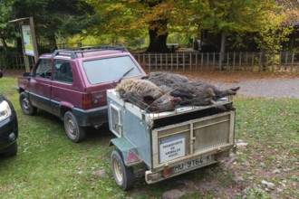 Car and trailer dead wild boar pigs killed in a hunt, Selva de Oza, Valle de Hecho, Pyrenees
