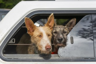Faces of hunting dogs in car window, Selva de Oza, Valle de Hecho, Pyrenees Mountains, Huesca