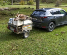 Car and trailer with dead stag deer killed in a hunt, Selva de Oza, Valle de Hecho, Pyrenees
