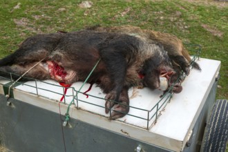 Dead wild boar pigs killed in a hunt, Selva de Oza, Valle de Hecho, Pyrenees Mountains, Huesca