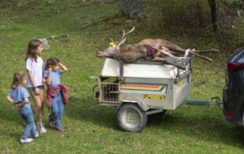 Children looking at dead stag deer killed in a hunt, Selva de Oza, Valle de Hecho, Pyrenees