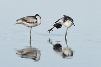 Pied avocet (Recurvirostra avosetta) two adult wader birds in water of a shallow lagoon in summer,
