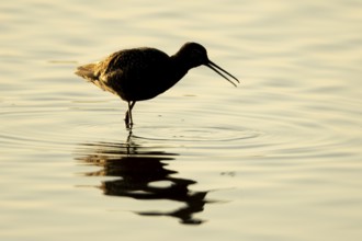 Spotted redshank (Tringa erythropus) silhouette of an adult wader bird feeding in a shallow lagoon