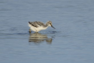 Pied avocet (Recurvirostra avosetta) juvenile wader baby bird feeding in a shallow lagoon in