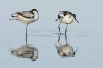 Pied avocet (Recurvirostra avosetta) two adult wader birds in a shallow lagoon in summer, England,