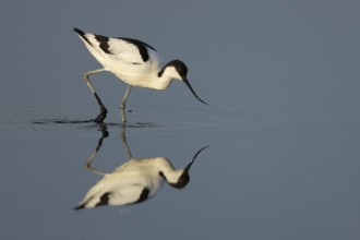 Pied avocet (Recurvirostra avosetta) adult wader bird feeding in water of a shallow lagoon in