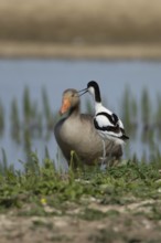 Pied avocet (Recurvirostra avosetta) adult wader bird calling on an island on a lagoon in summer,