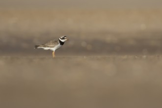 Ringed plover (Charadrius hiaticula) adult wader bird on a beach in summer, England, United Kingdom