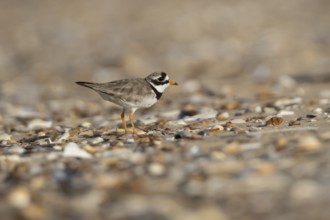 Ringed plover (Charadrius hiaticula) adult wader bird on a shingle beach in summer, England, United