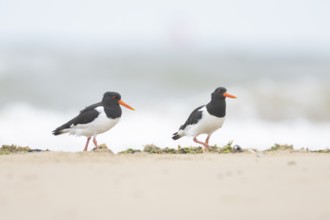 Euasian oystercatcher (Haematopus ostralegus) two adult wader birds on a beach in summer, England,