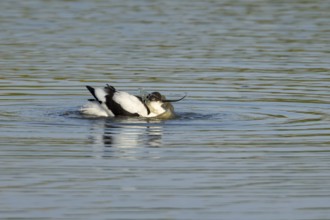 Pied avocet (Recurvirostra avosetta) adult wader bird bathing in water of a shallow lagoon in