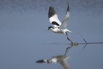 Pied avocet (Recurvirostra avosetta) adult wader bird taking off in flight over water of a lagoon