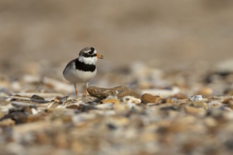 Ringed plover (Charadrius hiaticula) adult wader bird calling on a shingle beach in summer,