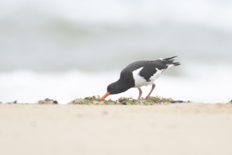 Euasian oystercatcher (Haematopus ostralegus) adult wader bird feeding on a beach in summer,