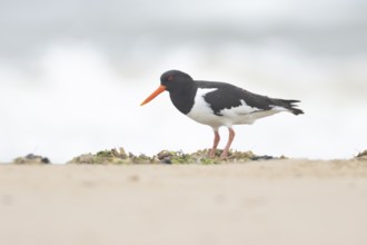 Euasian oystercatcher (Haematopus ostralegus) adult wader bird on a beach in summer, England,