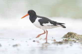 Euasian oystercatcher (Haematopus ostralegus) adult wader bird on a coast shoreline in summer,