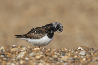 Ruddy turnstone (Arenaria interpres) adult wader bird in summer plumage on a shingle beach,