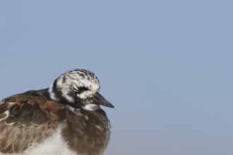 Ruddy turnstone (Arenaria interpres) adult wader bird in summer plumage sleeping on a shingle