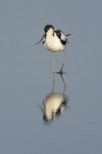 Pied avocet (Recurvirostra avosetta) adult wader bird in water of a shallow lagoon in summer,