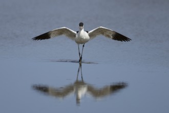 Pied avocet (Recurvirostra avosetta) adult wader bird stretching its wings in water of a shallow