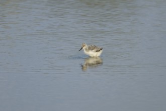Pied avocet (Recurvirostra avosetta) juvenile wader bird in a shallow lagoon in summer, England,