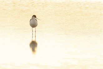Pied avocet (Recurvirostra avosetta) adult wader bird in a shallow lagoon at sunset in summer,
