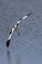 Pied avocet (Recurvirostra avosetta) adult wader bird flying low over water of a lagoon in summer,