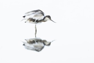 Pied avocet (Recurvirostra avosetta) adult wader bird in water of a shallow lagoon in summer,