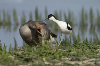 Pied avocet (Recurvirostra avosetta) adult wader bird in an argument with a Greylag goose (Anser