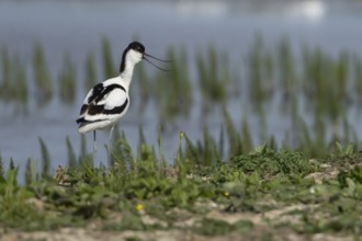 Pied avocet (Recurvirostra avosetta) adult wader bird calling on an island on a lagoon in summer,