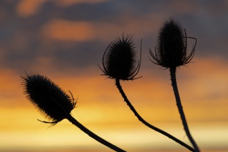 Wild card, (Dipsacus sylvestris), wild card in backlight at sunrise, winter, Münsterland, North
